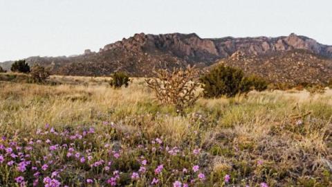 Pacific Fusion New Mexico