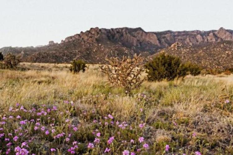 Pacific Fusion New Mexico