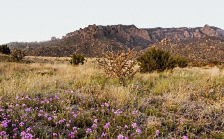 Pacific Fusion New Mexico